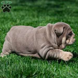 Indigo Pearl, English Bulldog Puppy